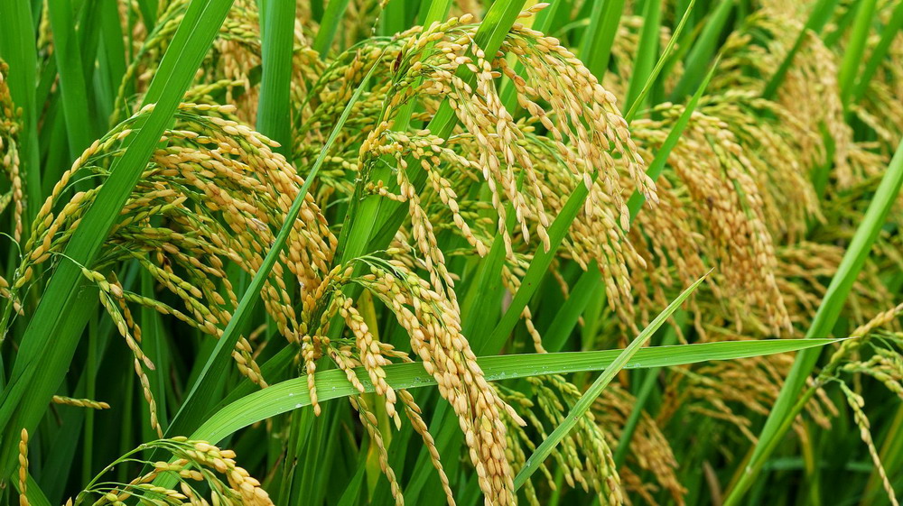 農(nóng)業(yè)農(nóng)村部關(guān)于落實(shí)黨中央國務(wù)院2022年全面推進(jìn)鄉(xiāng)村振興重點(diǎn)工作部署的實(shí)施意見