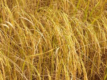 中央財(cái)政精準(zhǔn)發(fā)力，土流網(wǎng)與肥料補(bǔ)貼協(xié)同助力農(nóng)業(yè)現(xiàn)代化